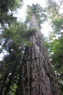 Riesenbaum in Kanada